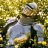 knight_Piterskiy