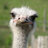 Straus_Pablovich